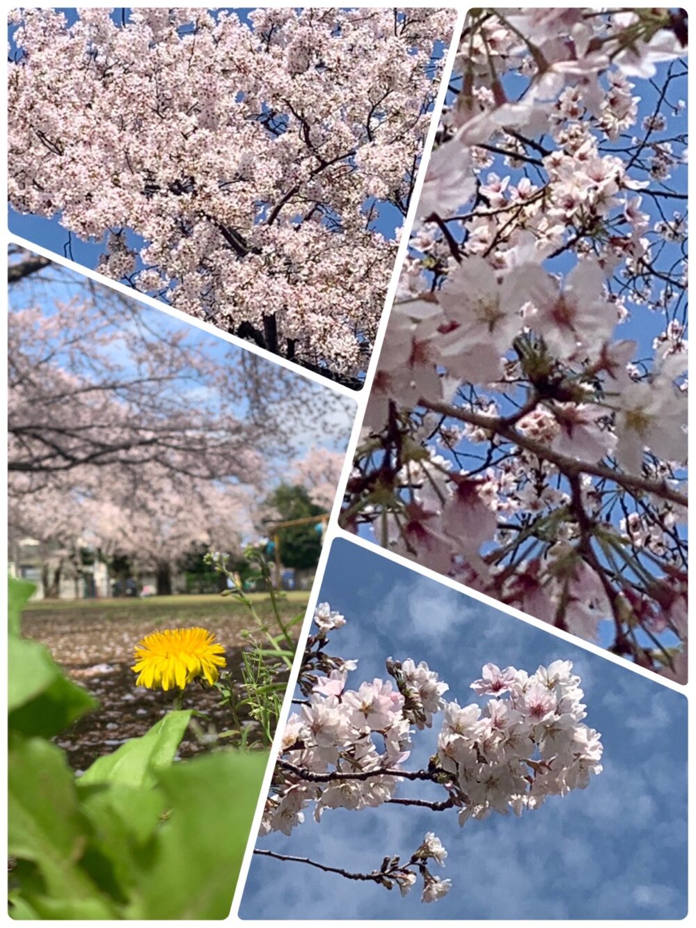 桜咲いています！【プログラム紹介】